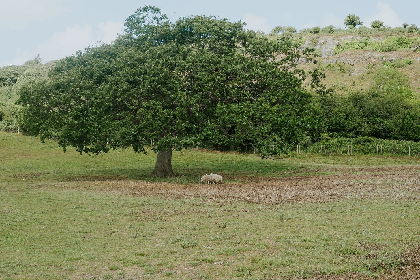 A large tree in a field by a hill has some sheep under it.