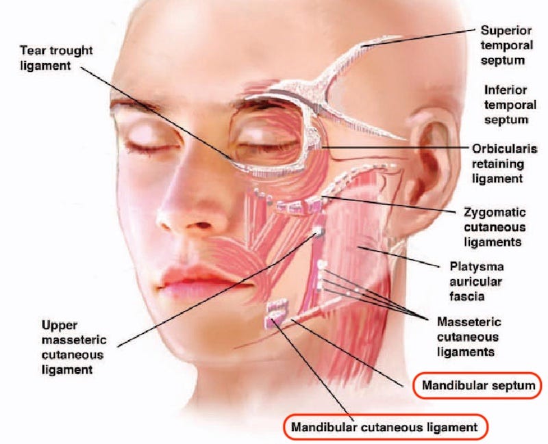 ligamento mandibular, septo mandibular