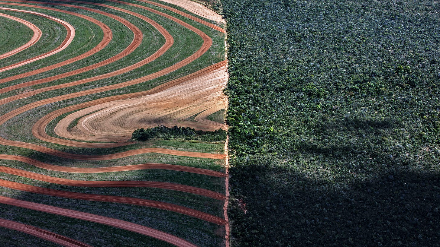 Growing soy on cattle pasture can eliminate Amazon deforestation in Brazil