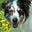 Dogsnose Knows's avatar