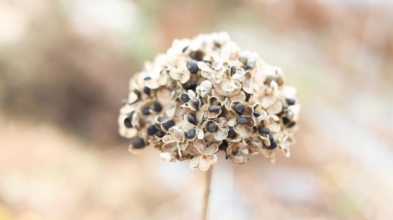 Dome-shaped, cream colored dried flower head with black seeds Dome-shaped, cream colored dried flower head with black seeds