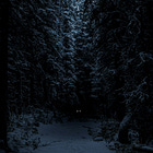 The Daemon of the Forest - Pt. I 