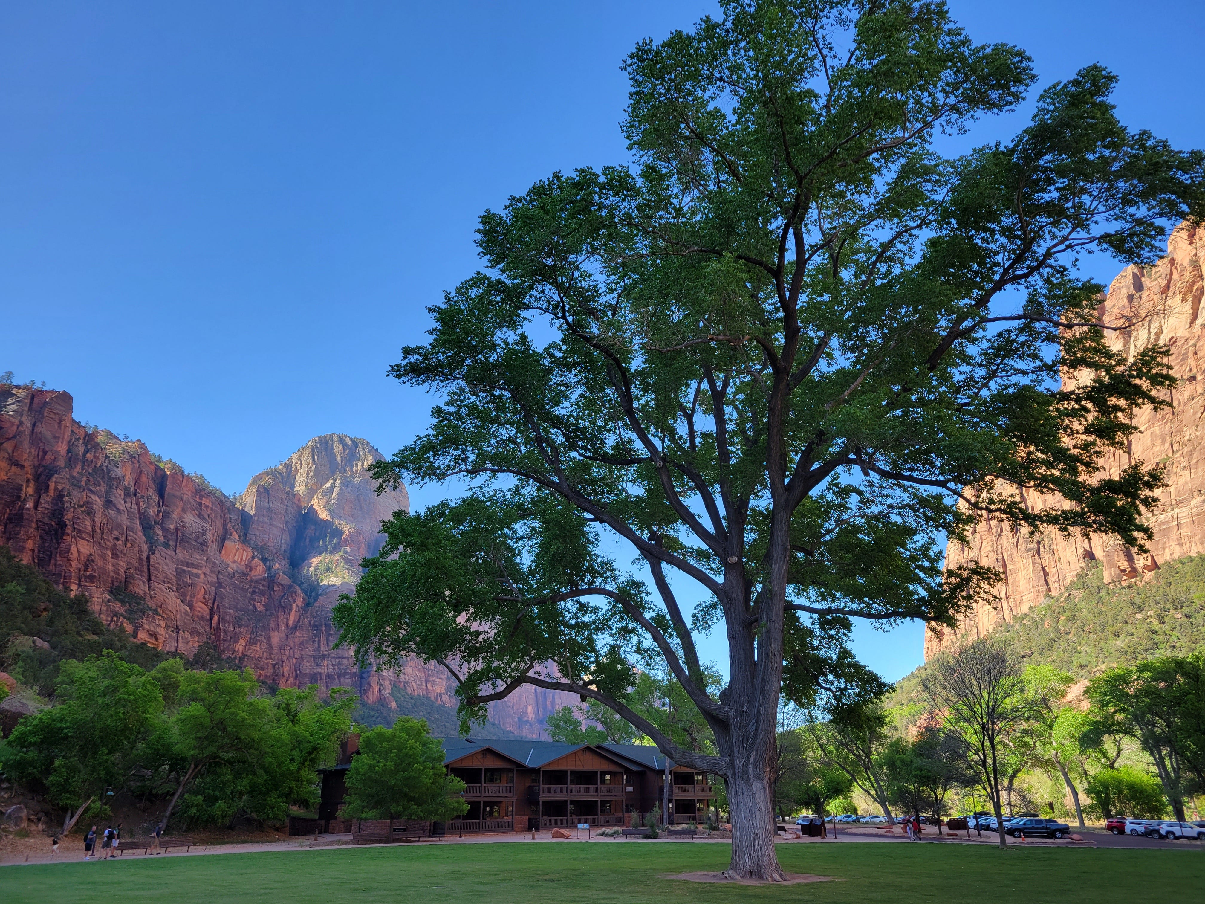 The Fremont Cottonwood tree, and other things that grow