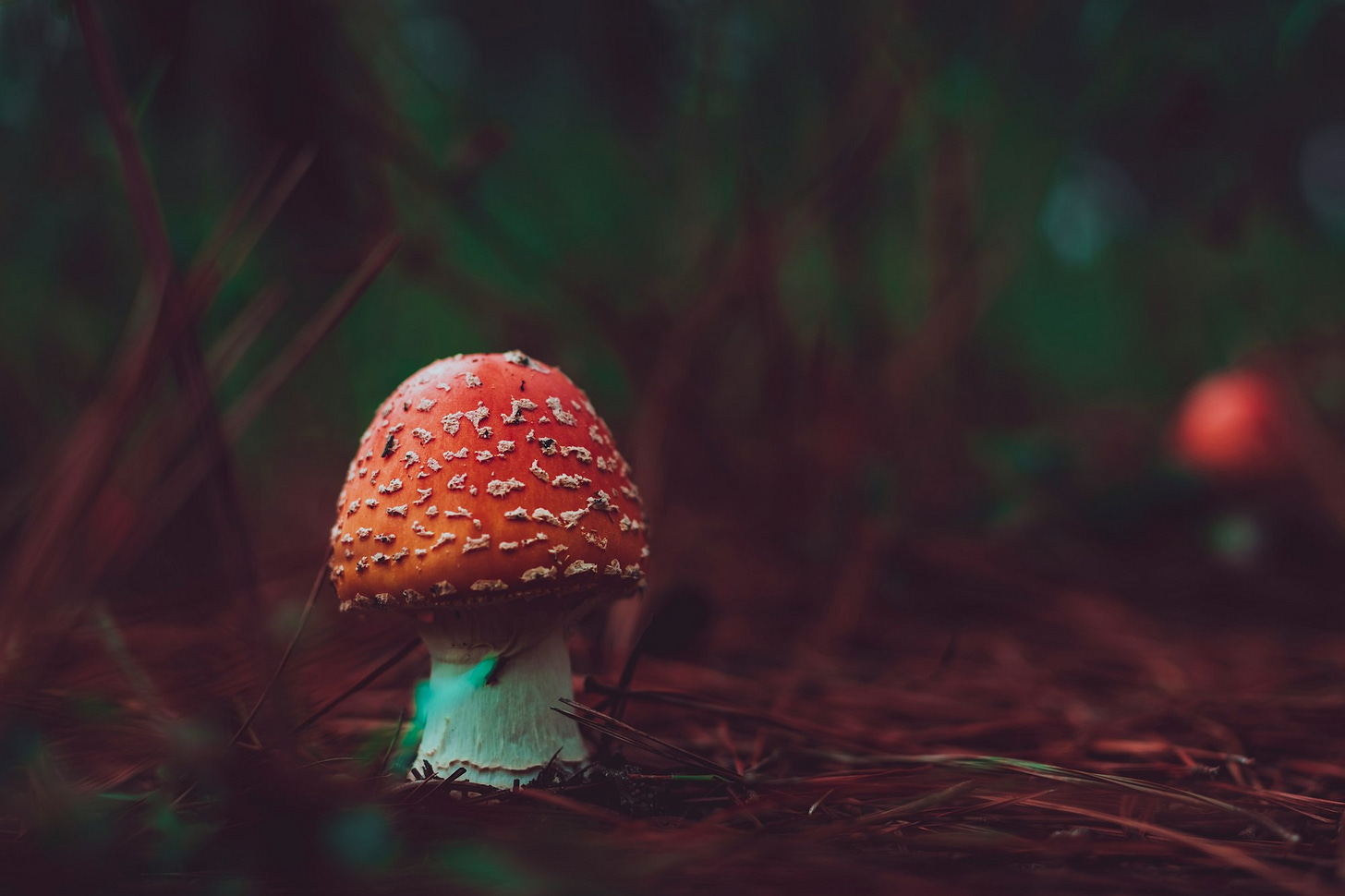 A red mushroom
