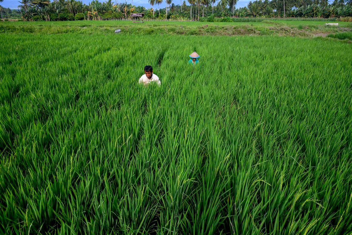 Farmers weed their rice fields in Central Sulawesi, Indonesia