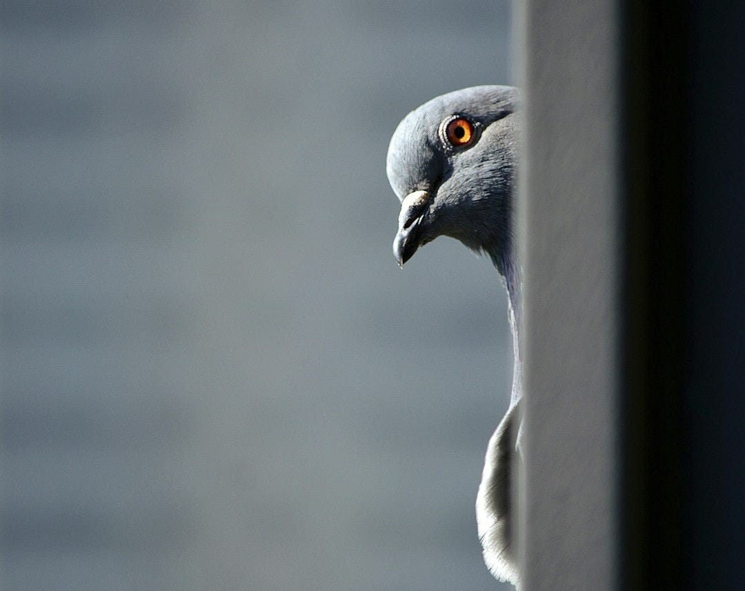 gray and white bird on gray metal bar
