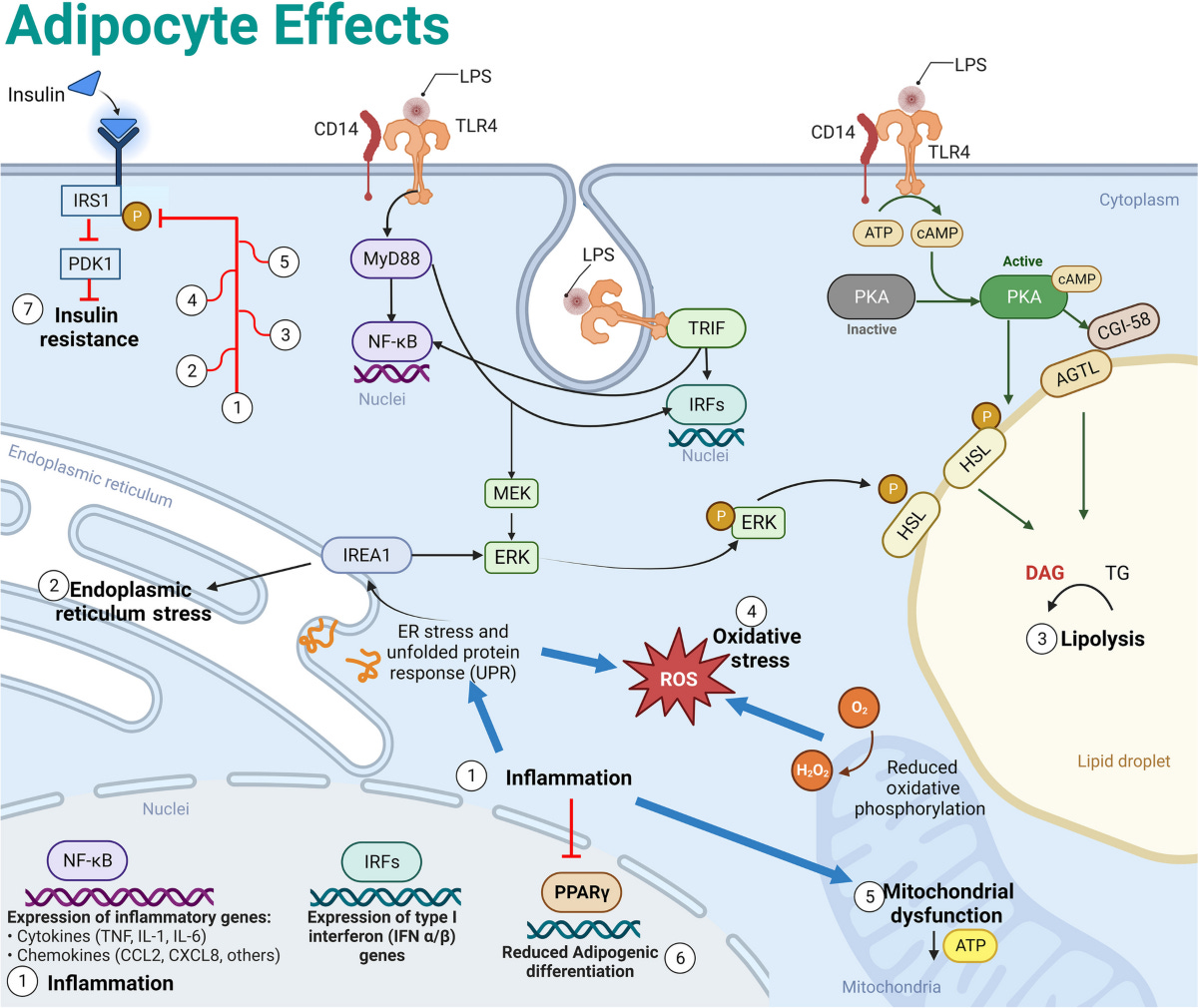 Endotoxin-induced alterations of adipose tissue function: a pathway to bovine metabolic stress | Journal of Animal Science and Biotechnology | Springer Nature Link Endotoxin-induced alterations of adipose tissue function: a pathway to bovine metabolic stress | Journal of Animal Science and Biotechnology | Springer Nature Link