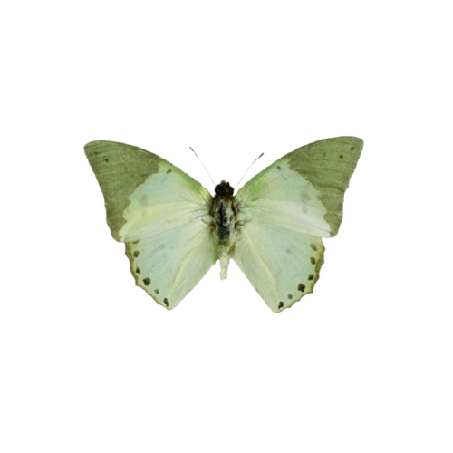 Artwork for laced with love