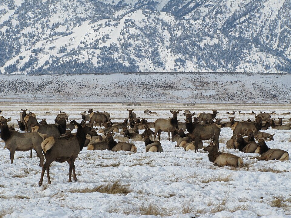 File:Jackson Elk Herd (6258256485).jpg