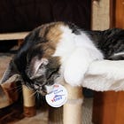 Impeachment Whistleblower, Lefty Son Of Oath Keepers Founder Win Dem Primaries