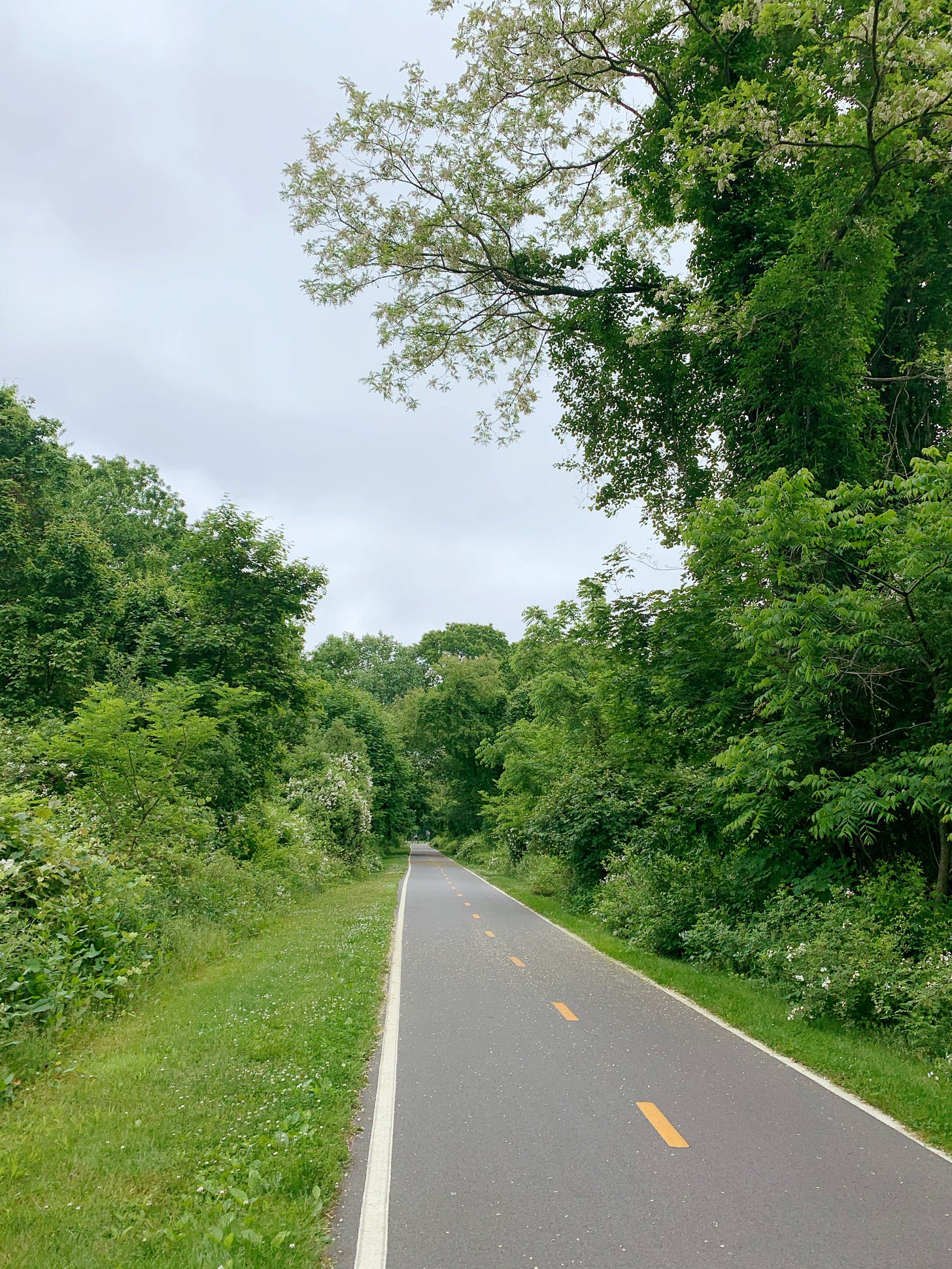 Bike path surrounded by trees