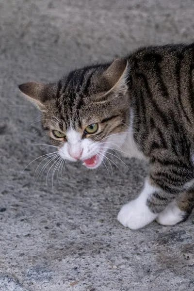 In case you can’t tell which cat is which, the one on the left is funny, and the one on the right is cute. All cats are funny and cute, which is why the Internet is overloaded with pictures of them