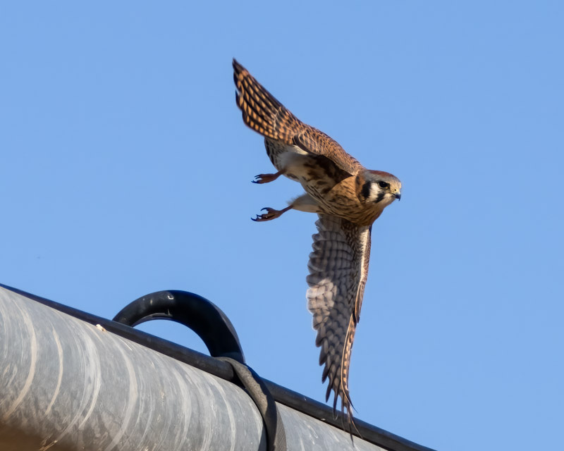 20241205-Manville-125-Edit.jpg