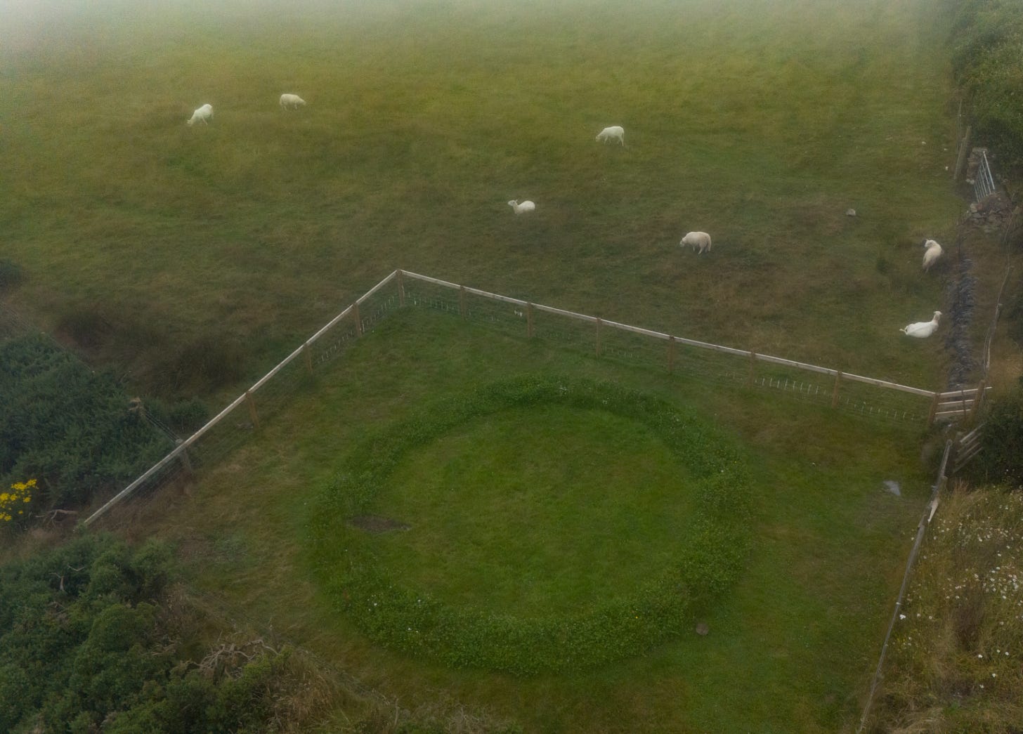 A top-down view of a misty grass field with a circular ring of contrasting grass that appears to have been let grow to a different and creatively cut so that a circular ring is visible from our elevated perspective.