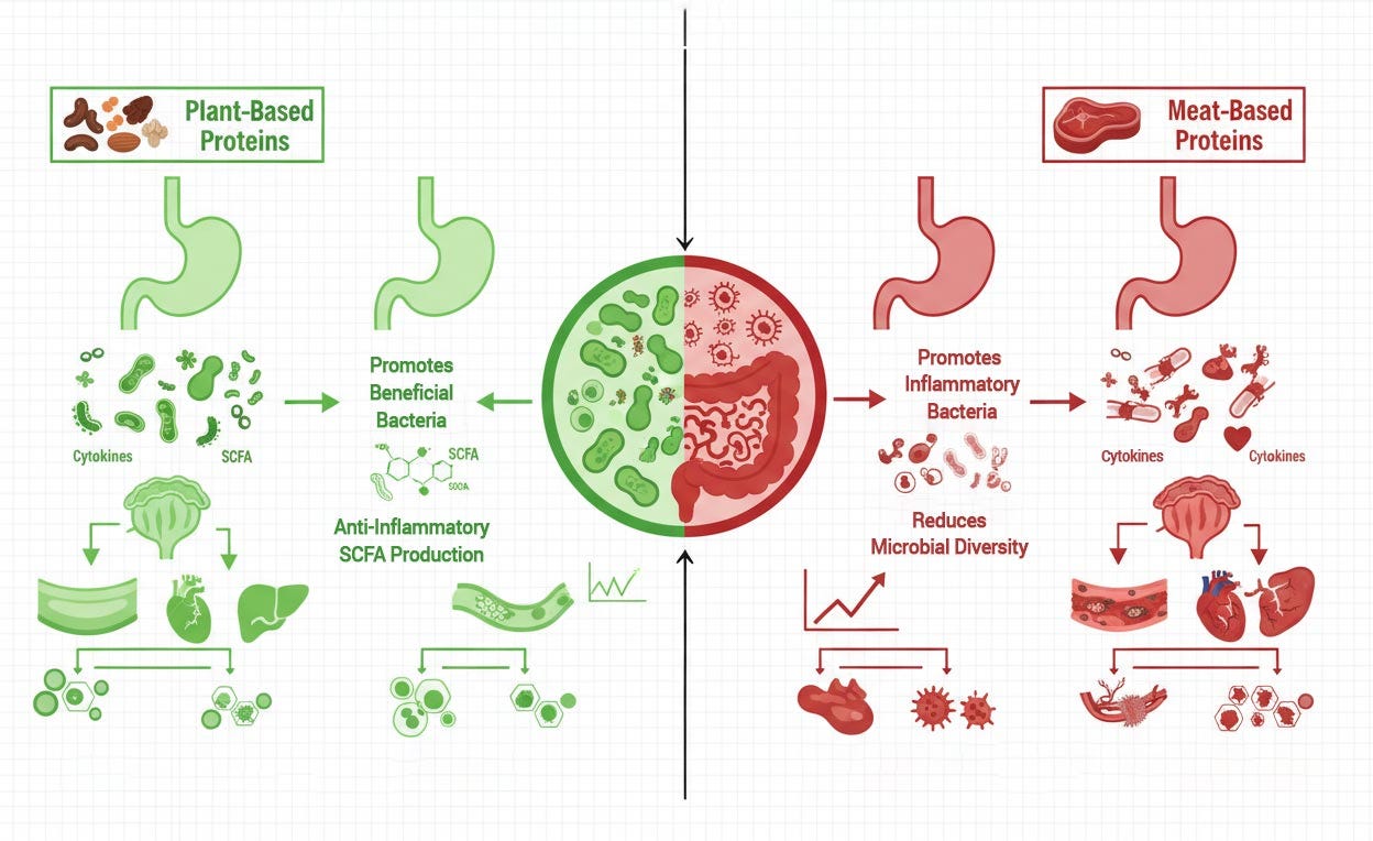 Plant-based vs. Meat-based protein on gut inflammation Plant-based vs. Meat-based protein on gut inflammation