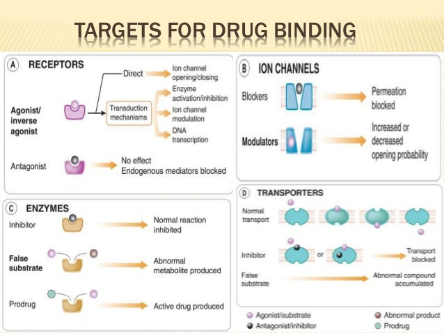 Receptor pharmacology, types and drug receptor interactions