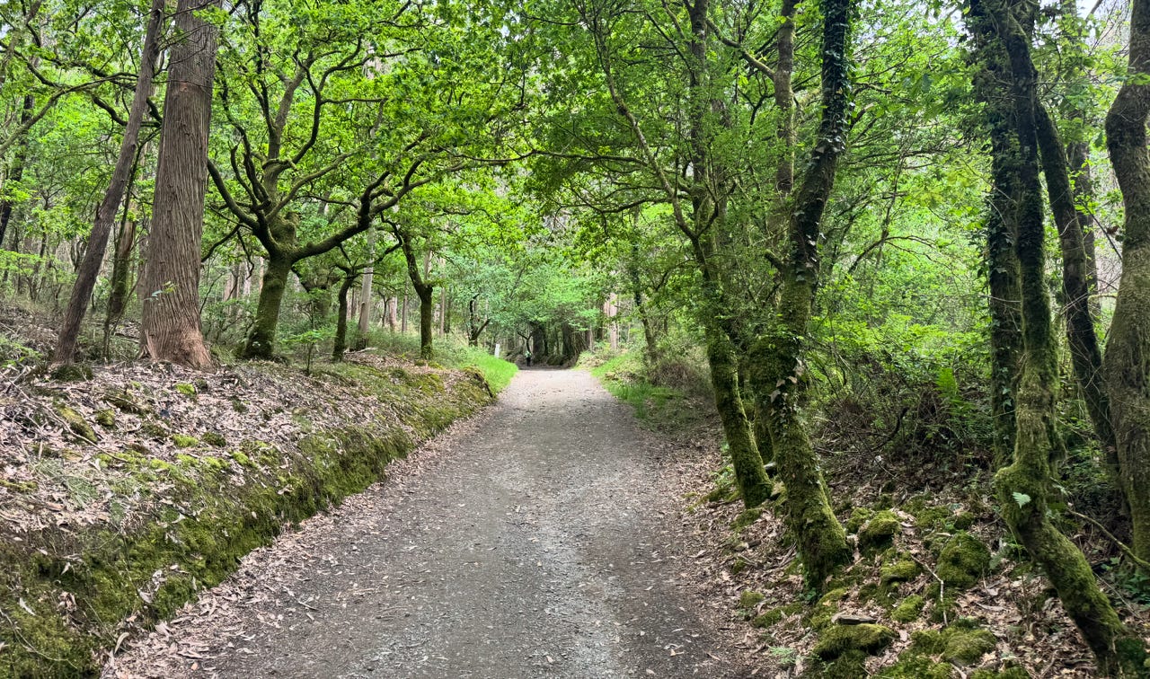 Photo of rural wooded path on El Camino Trail in Spain, with lush moss on either side. Trail is a brown color and leaves are abundant and bright green.