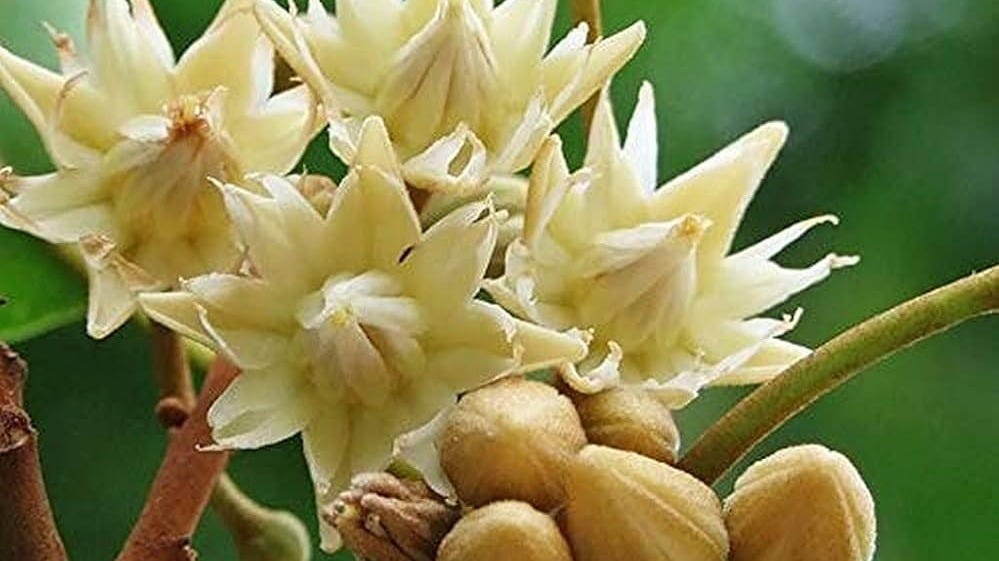 Creative Farmer Mimusops Elengi/Bakula/Moulasiri/Magilam Herb Plant Elengi  (Healthy Live Plant) : Amazon.in: Garden & Outdoors