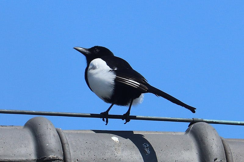 Magpie. A clever bird with a bad reputation | by John Welford | Medium