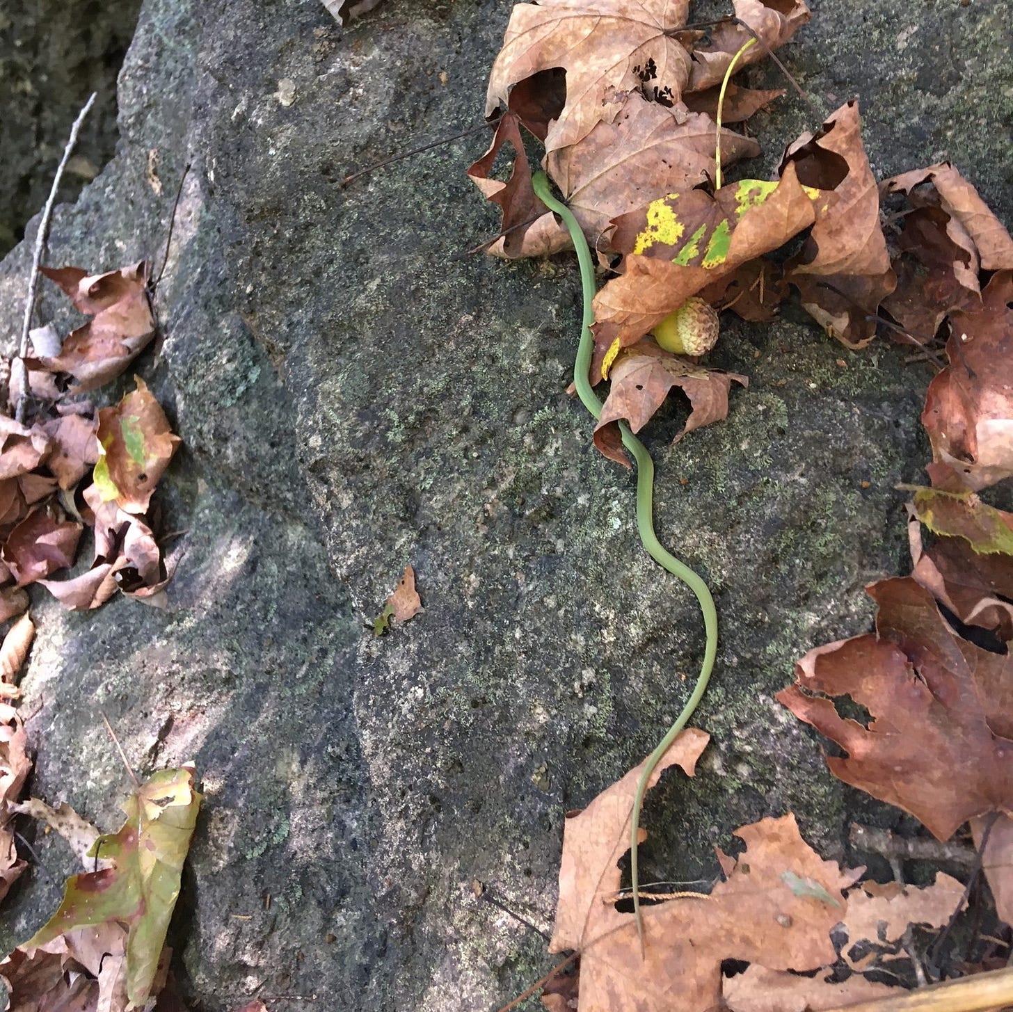 A green snake slithering across a dark gray rock next to an acorn wider than the snake