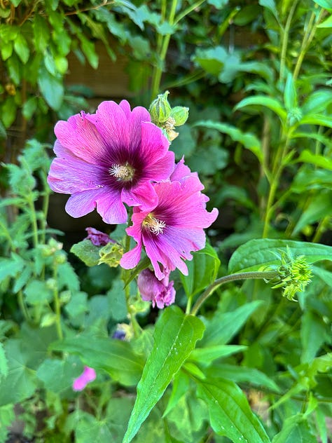 fruit and flowers bloom in the food forest