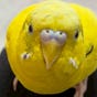 トリ's avatar