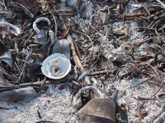 Antillean Nighthawk Egg Shell