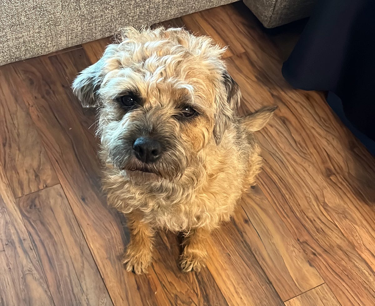 Lucy the scruffy Border Terrier sits on the floor and stares up with pleading eyes.