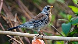 a grey and brown speckled bird; cobwebs on flower stems; a red brested speckled brown bird
