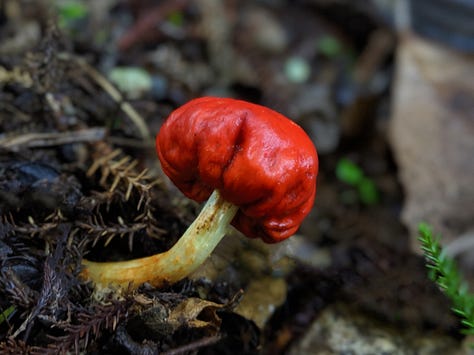Purple Pouch Fungus (Cortinarius sp.), Russula, Scarlet Pouch Fungus (Leratiomyces erythrocephalus), Cortinarius olorinatus, Ochre Jelly Club (Leotia lubrica), Armillaria limonea, Psilocybe subaeruginosa, Cortinarius cardinalis, Austroboletus novae-zelandiae