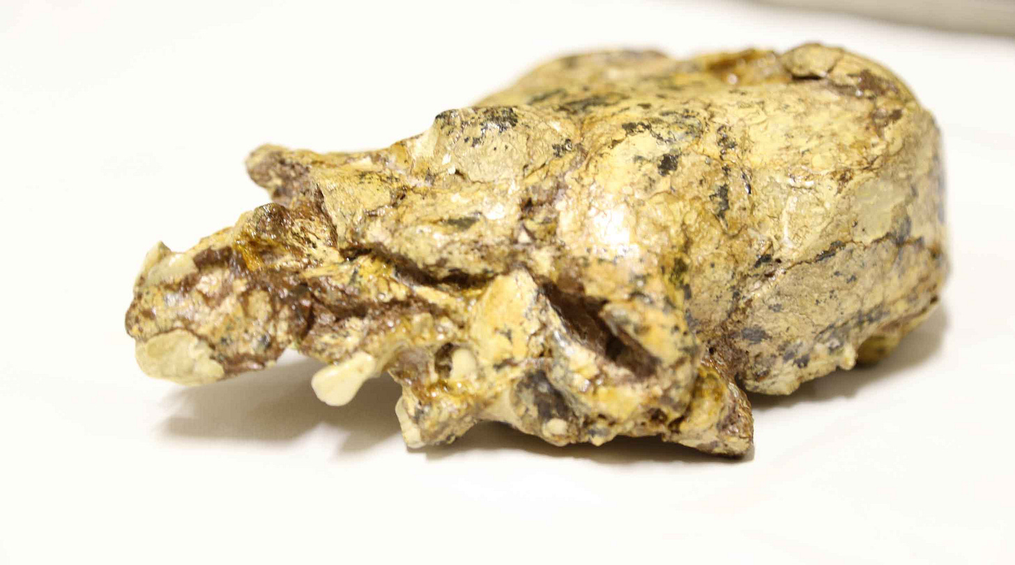 A very distorted fossil skull showing a squashed eye orbit and an incisor