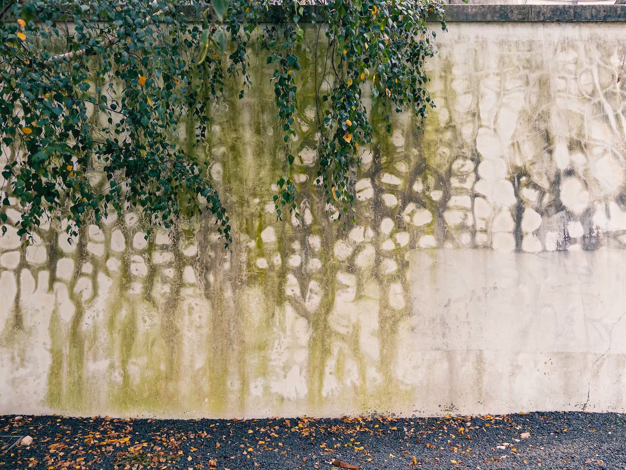 Vegetation and the traces it leaves on a wall.