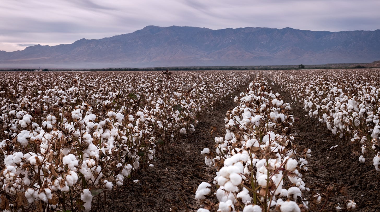 Why do we grow cotton in Arizona? | College of Agriculture, Life & Environmental Sciences Why do we grow cotton in Arizona? | College of Agriculture, Life & Environmental Sciences