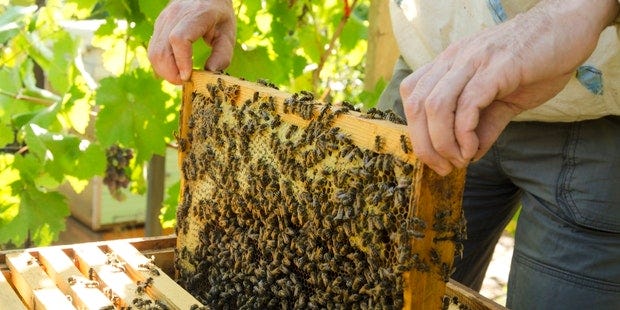 Bee yard Bee yard