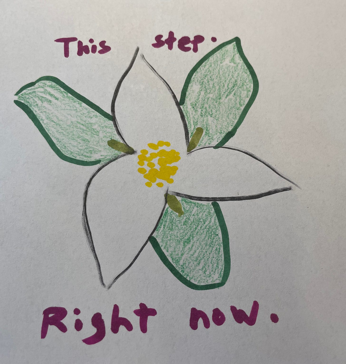 drawing of trillium bloom drawing of trillium bloom