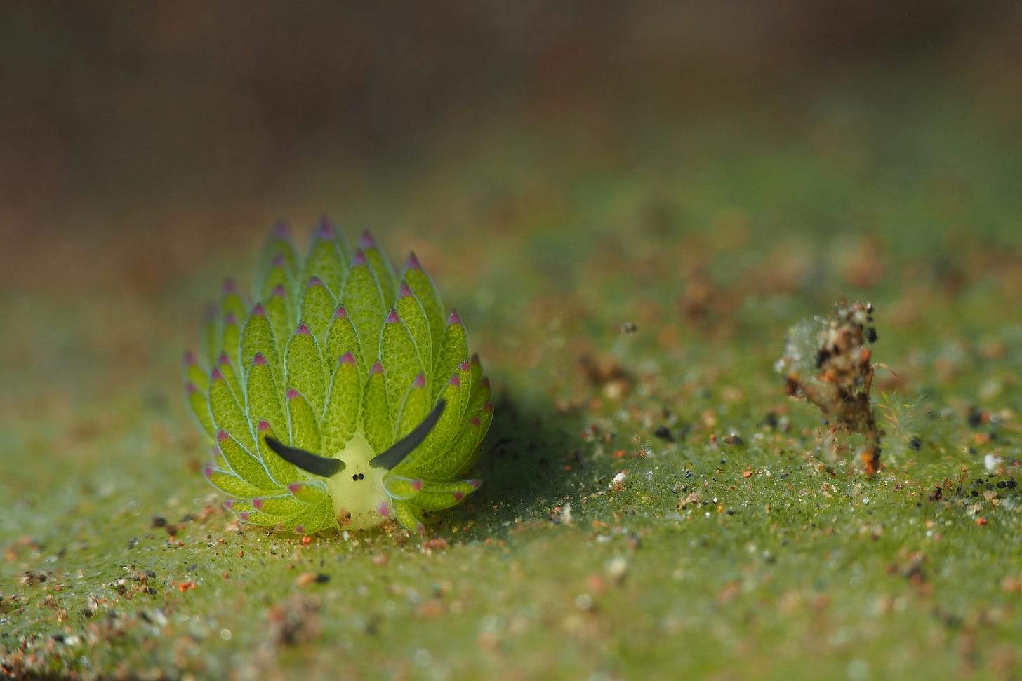A bright green sea sheep nudibranch that looks like a tiny sheep!