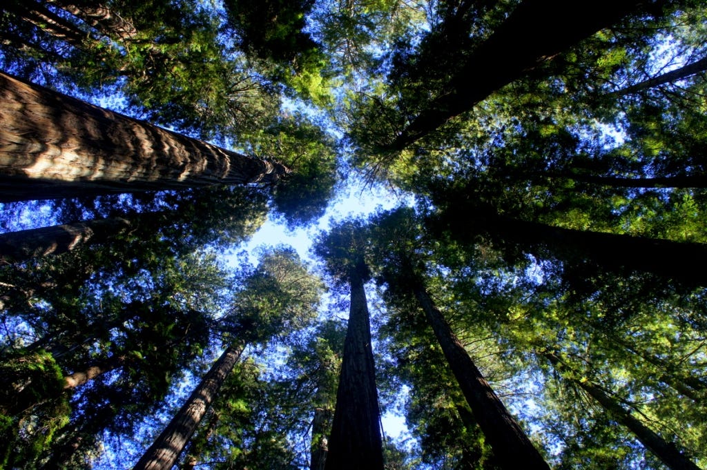 Middle of a redwood grove. Middle of a redwood grove.