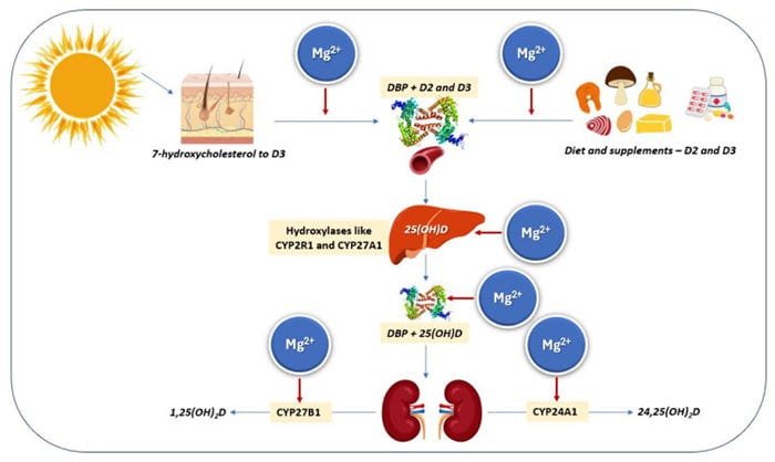 vitamin D and magnesium interactions