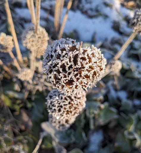 Perennial seed heads in winter