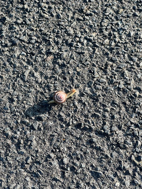 An image of white daffodils, a kite flying in a blue sky, a small snail on concrete, blossom trees, a single tree in a field in shadow from the setting sun, colourful lights shining from the ceiling of the circus, shadows of two people on the sand at the beach.