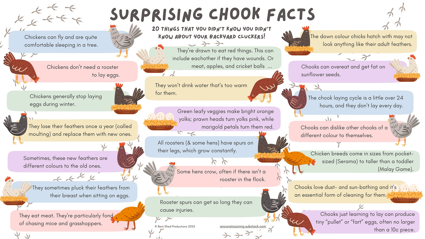 Infographic with cartoon-like pictures of chickens. Text is the same as text in article.