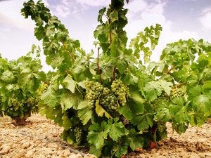 Merseguera. Simbolo di resilienza e tradizione