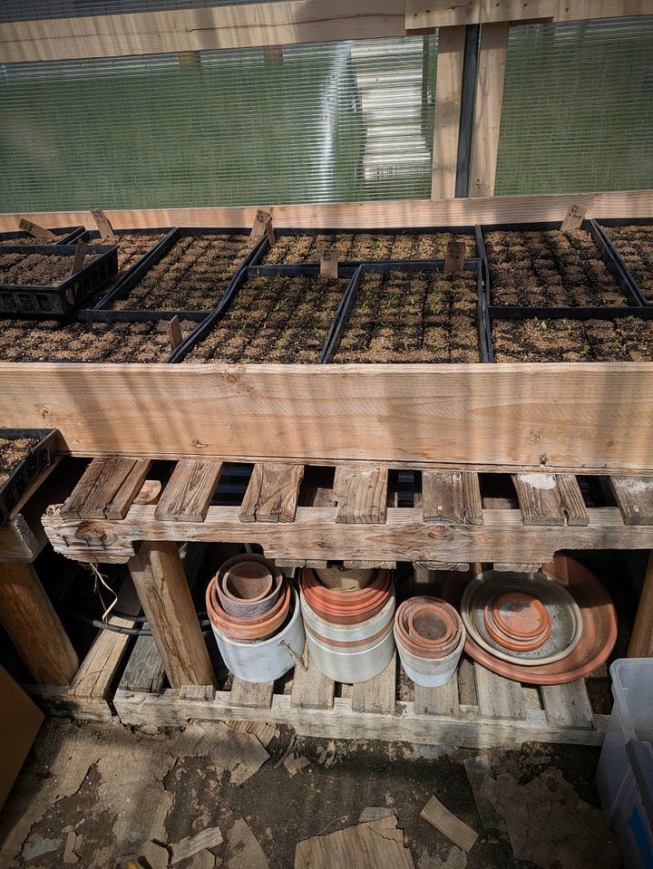 Photo of a gardening bench with starter plants in trays on top and empty terracotta planters below. Photo of five large containers filled with soil and small blueberry bush starters