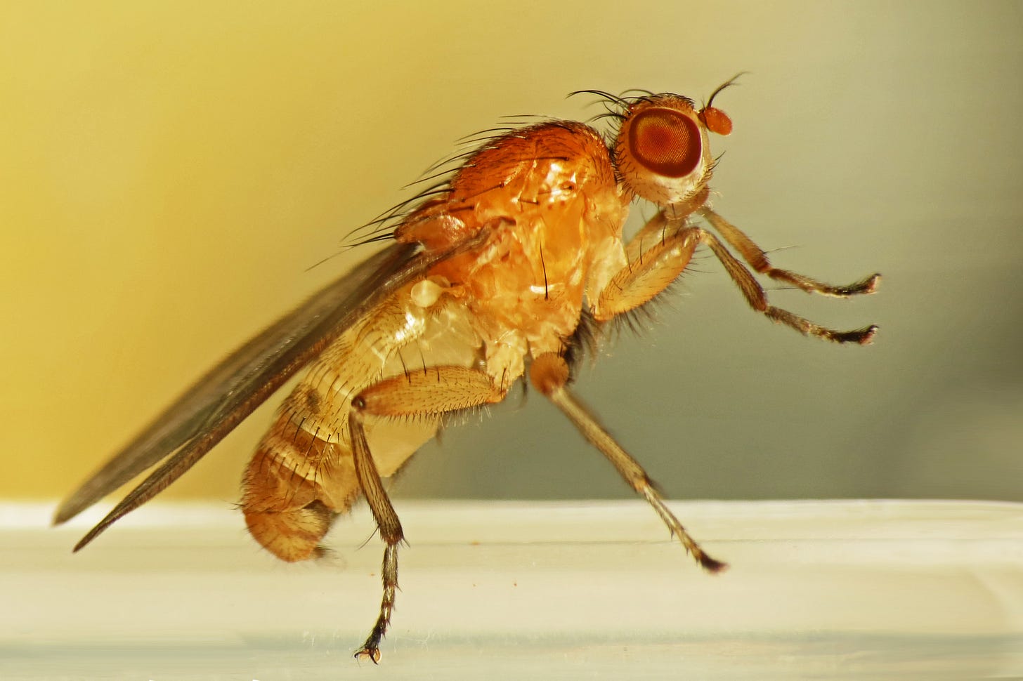 File:Happy Fly Day Friday! (15776254494).jpg - Wikimedia Commons