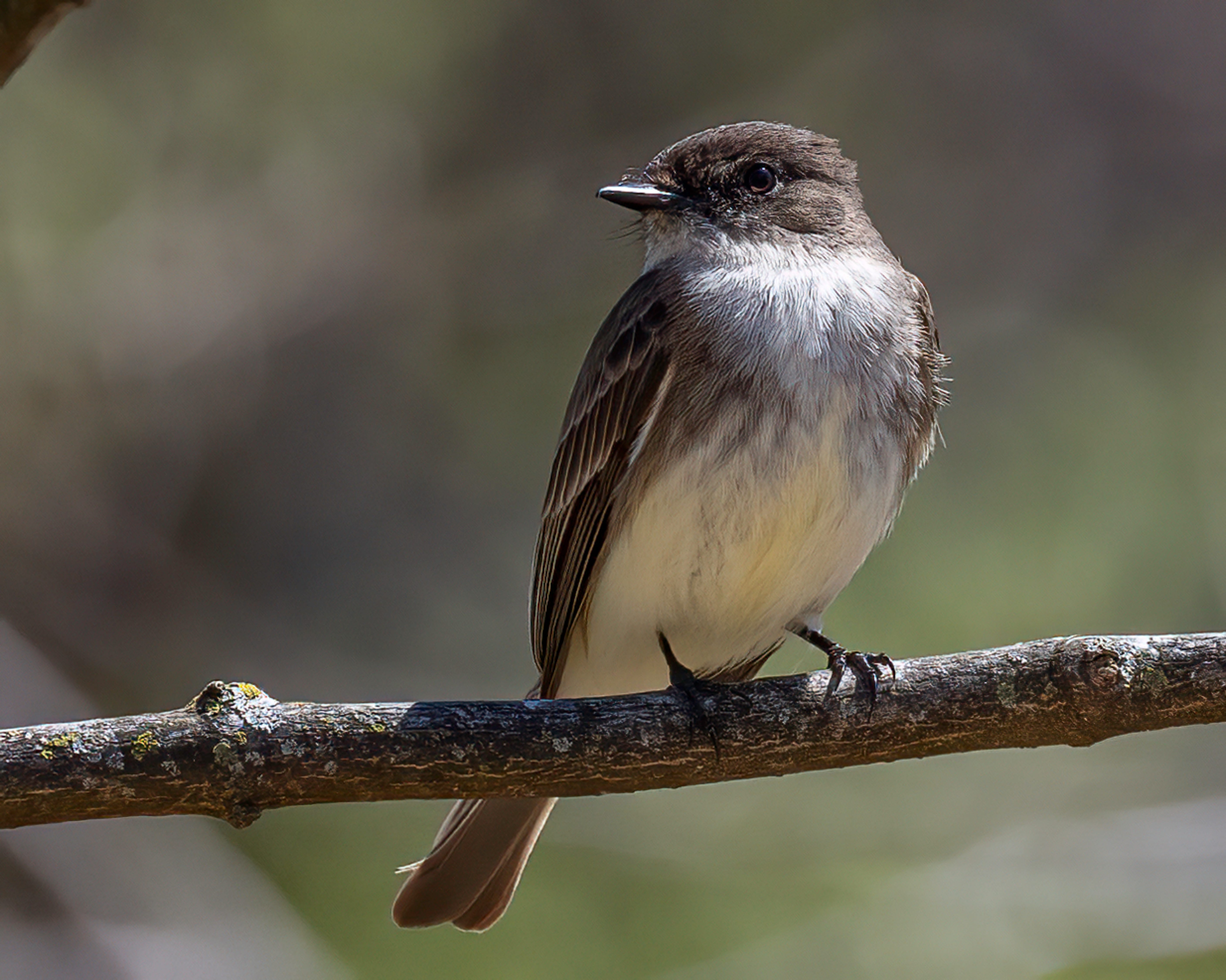 A Phoebe State of Mind - by Bill Davison - Easy By Nature