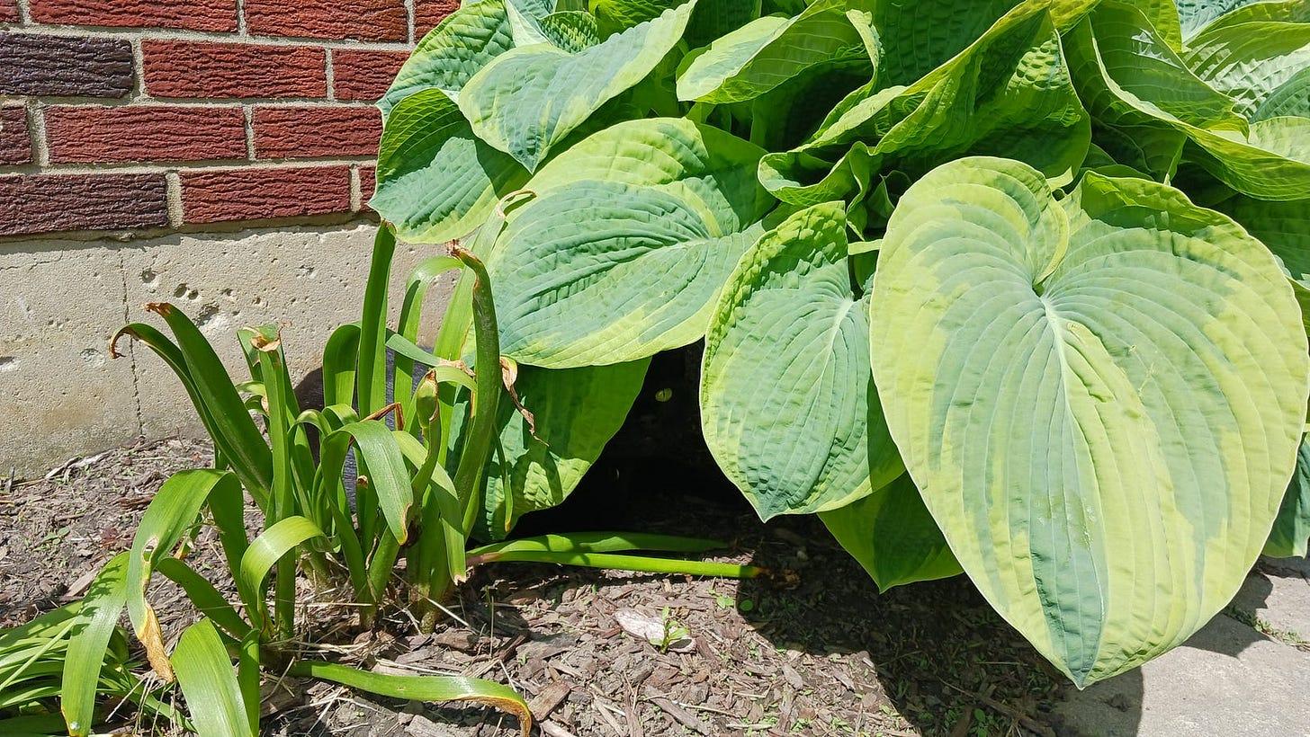 A large, elephant-ear hasta conceals a single green eye.