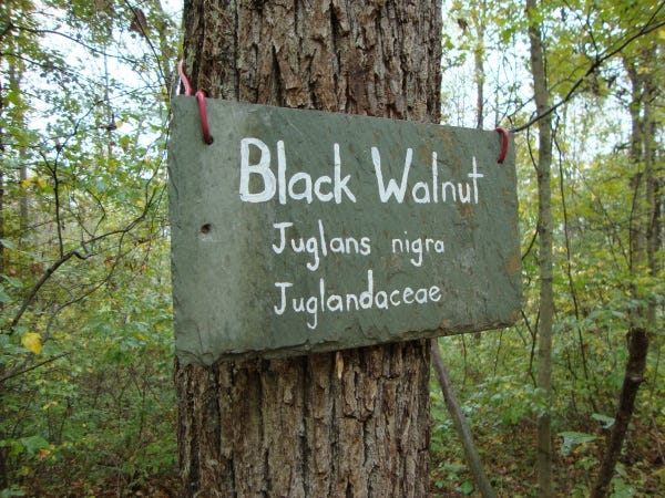 An image of black walnut tree trunk with a label and an image of people walking through Ohio woodland