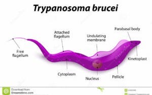 BugBitten A new niche for sleeping sickness parasites