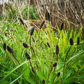 Queen of the Verges