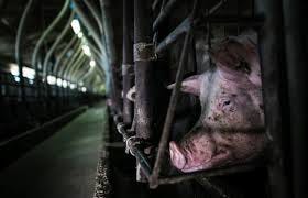 What Are Gestation Crates for Pigs and ... What Are Gestation Crates for Pigs and ...
